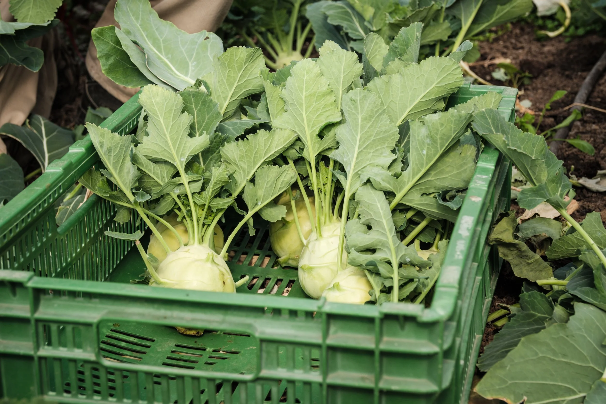 Korb mit frisch geerntetem Kohlrabi mit grünen Blättern, auf dem Boden im Garten