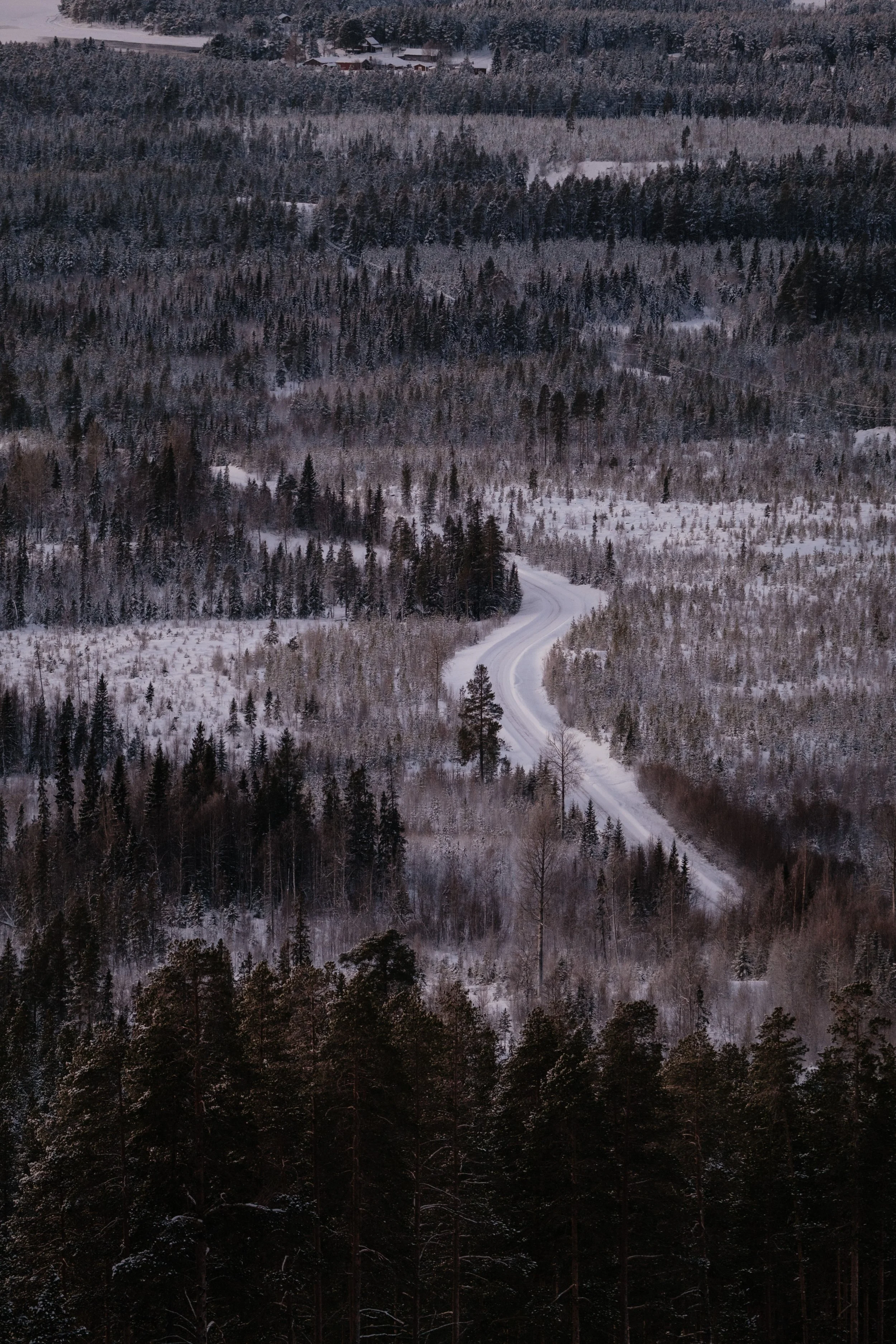Ein verschneiter Wald mit einer kurvigen Straße, die durch die Bäume führt.