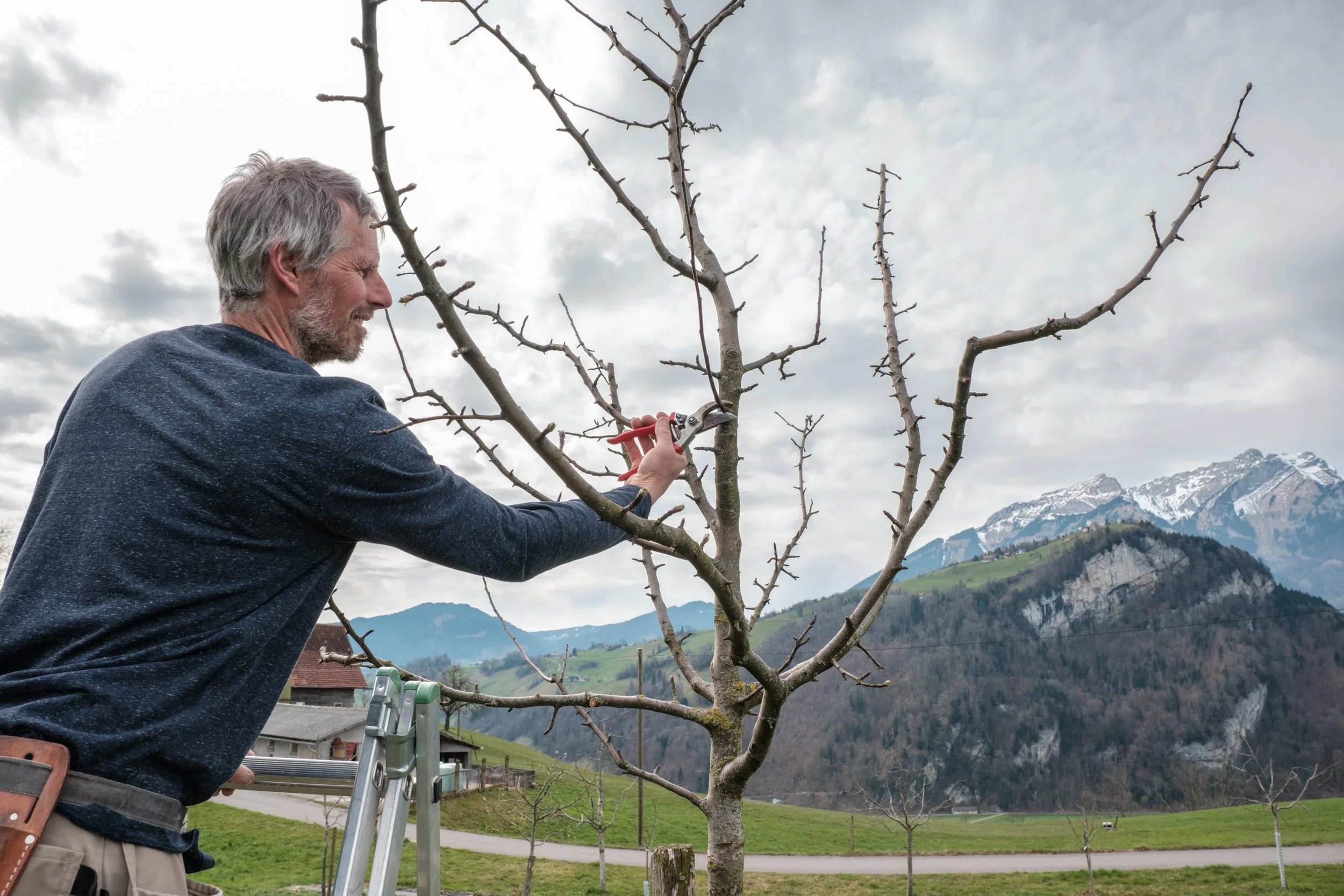 Ein Mann schneidet einen kahl gewordenen Obstbaum im Landschaftsgebiet mit Bergen im Hintergrund.