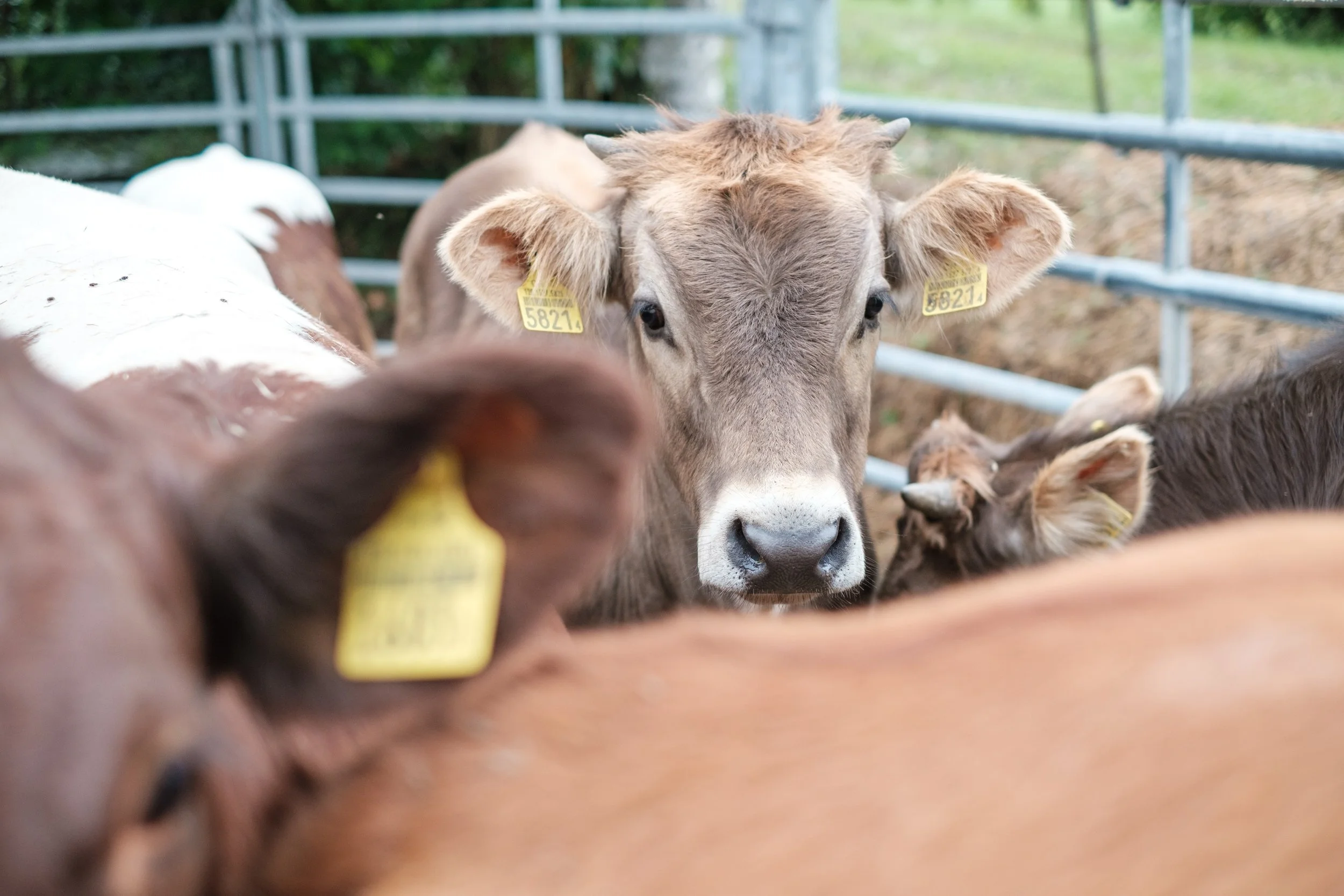 Neugieriger junges Rindvieh in einem Hühnerstall, umgeben von anderen Rindern, mit Ohrmarken.
